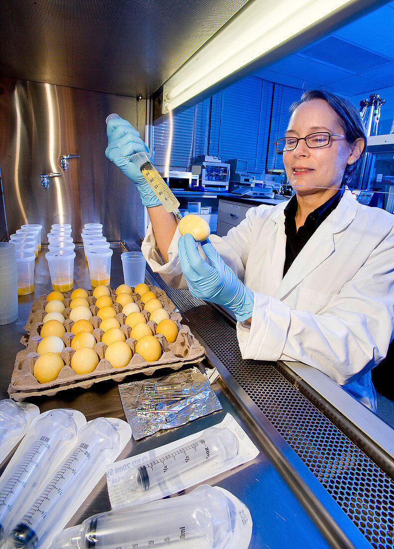 Salmonella egg contamination analysis