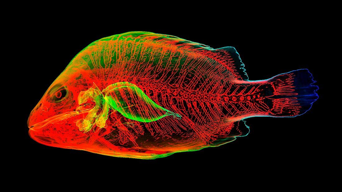 Grouper anatomy,CT scan