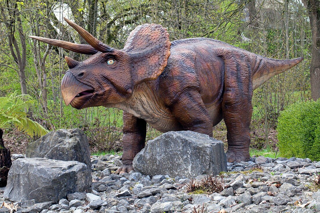 Triceratops model I