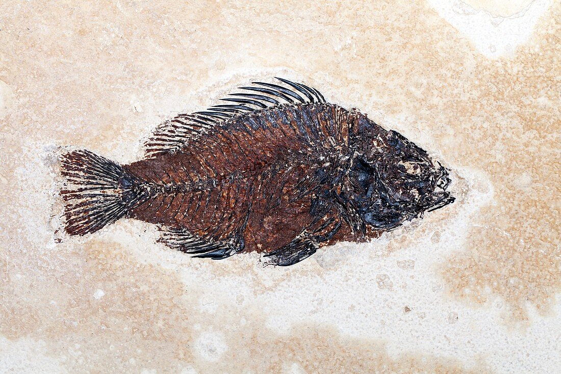 Priscacara clivosa,fossil fish