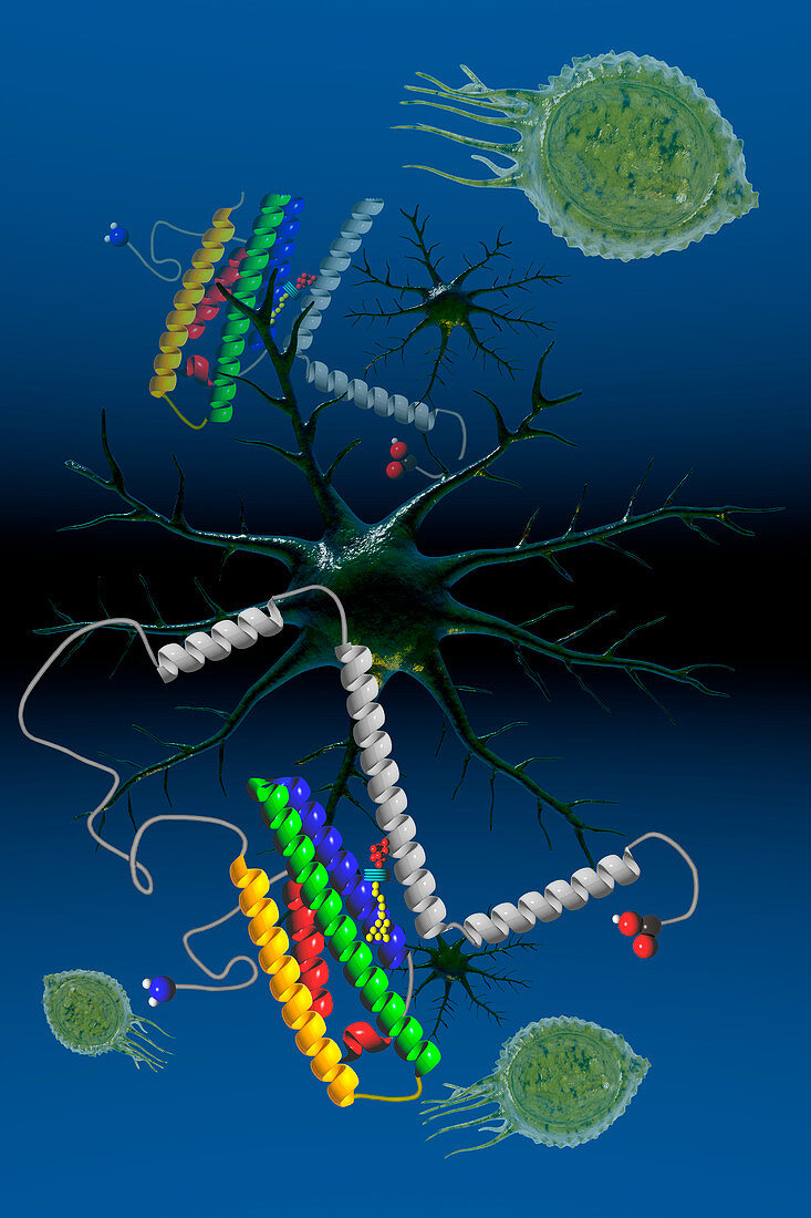 ApoE Molecule,illustration