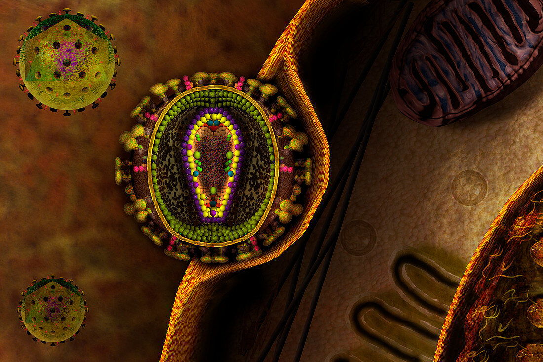 HIV Virus ,illustration
