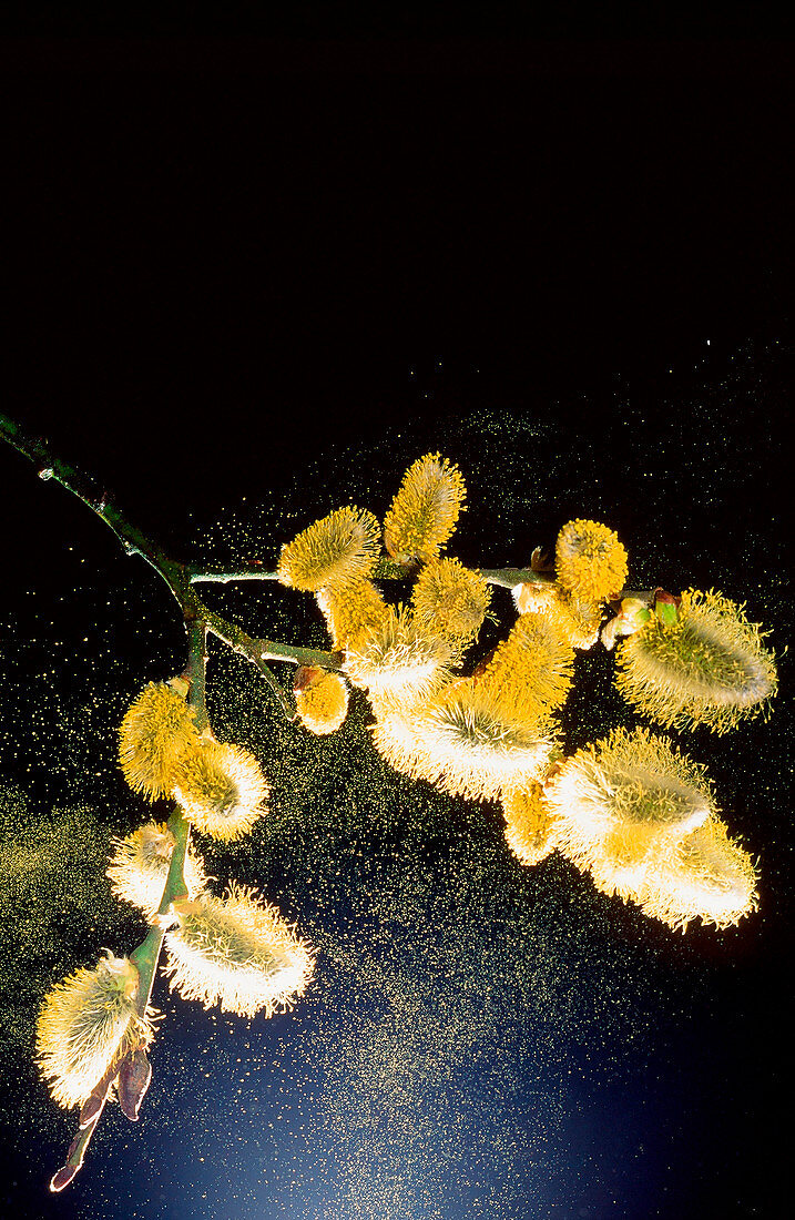 Pollen from pussy willow