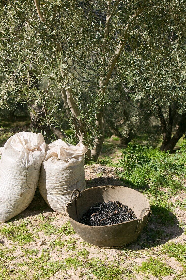 Olives in Southern spain