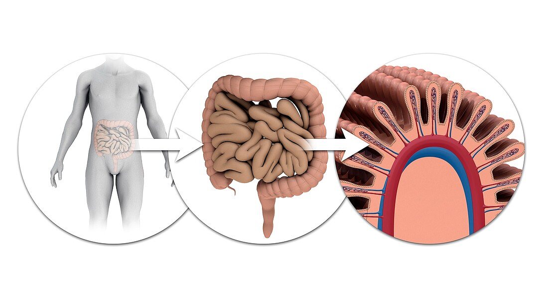 Human intestines,computer illustration