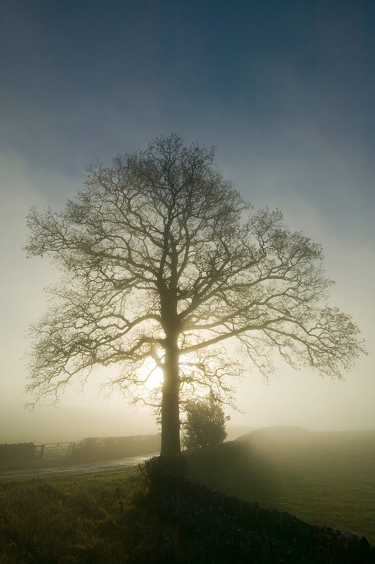 Tree in morning mist,Lake District,UK