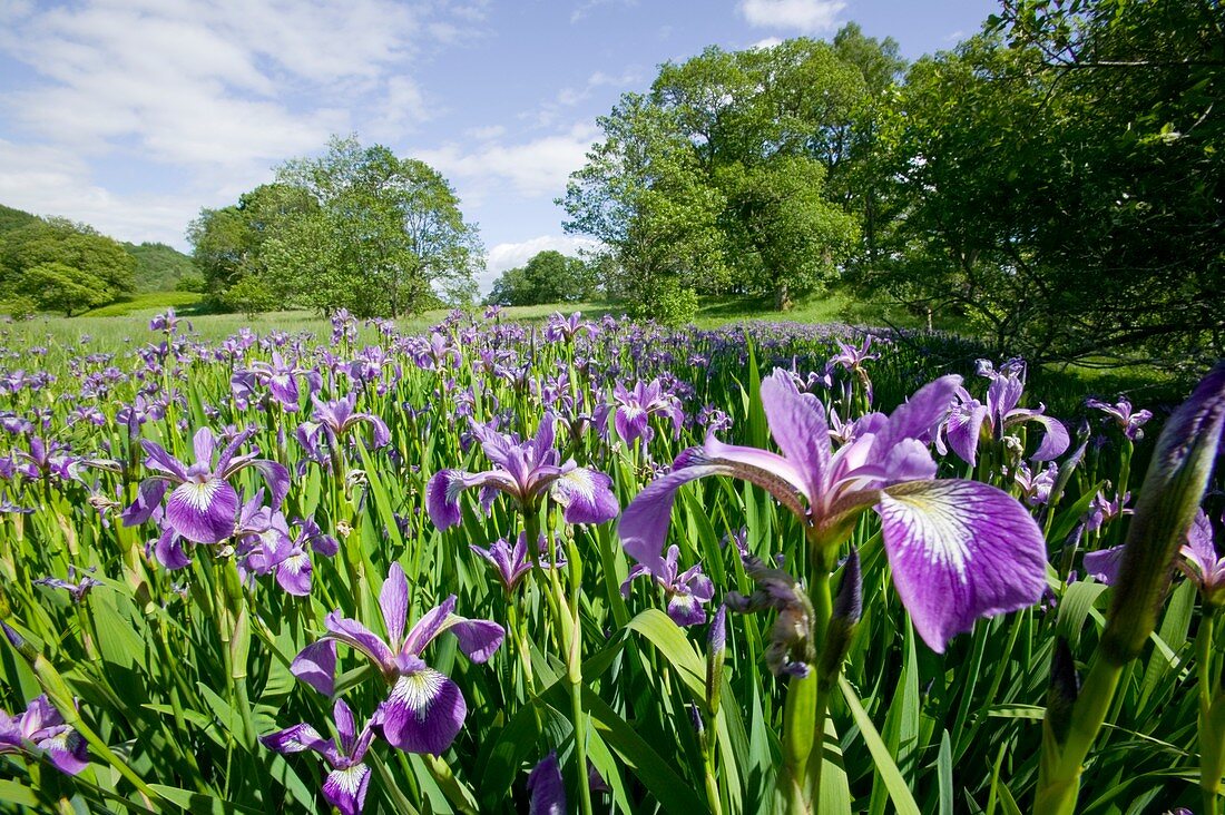 Purple Iris in the Trossachs Scotland,UK
