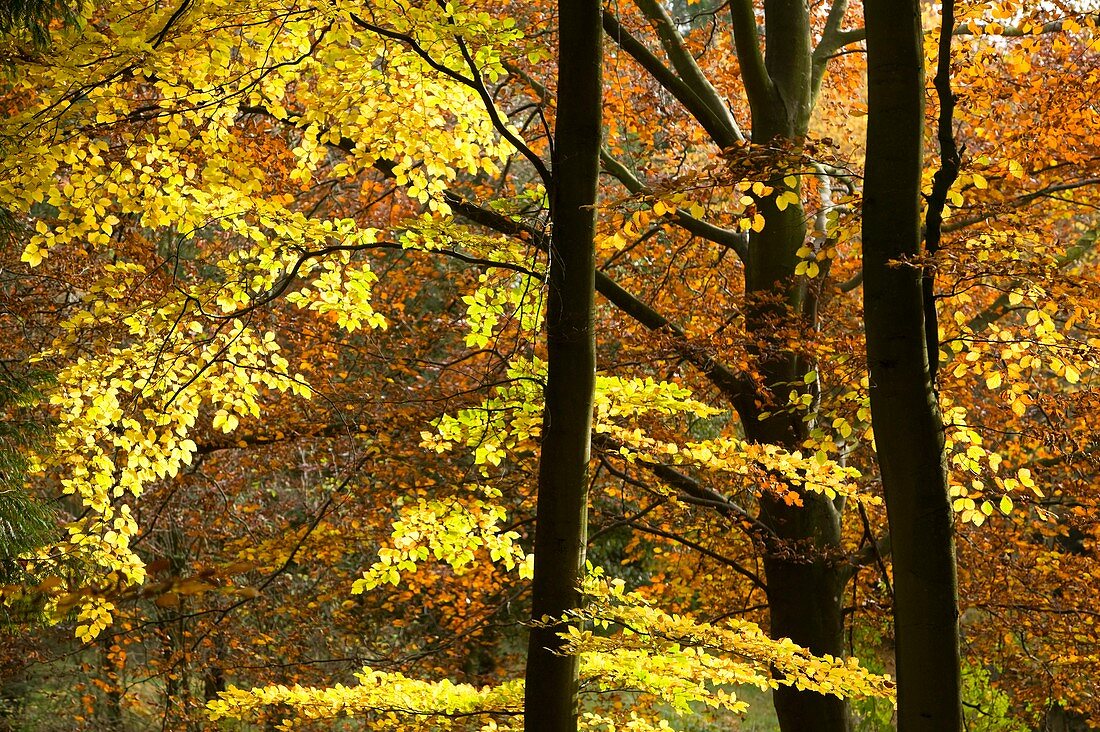 Beech trees in autumn,Cumbria,UK