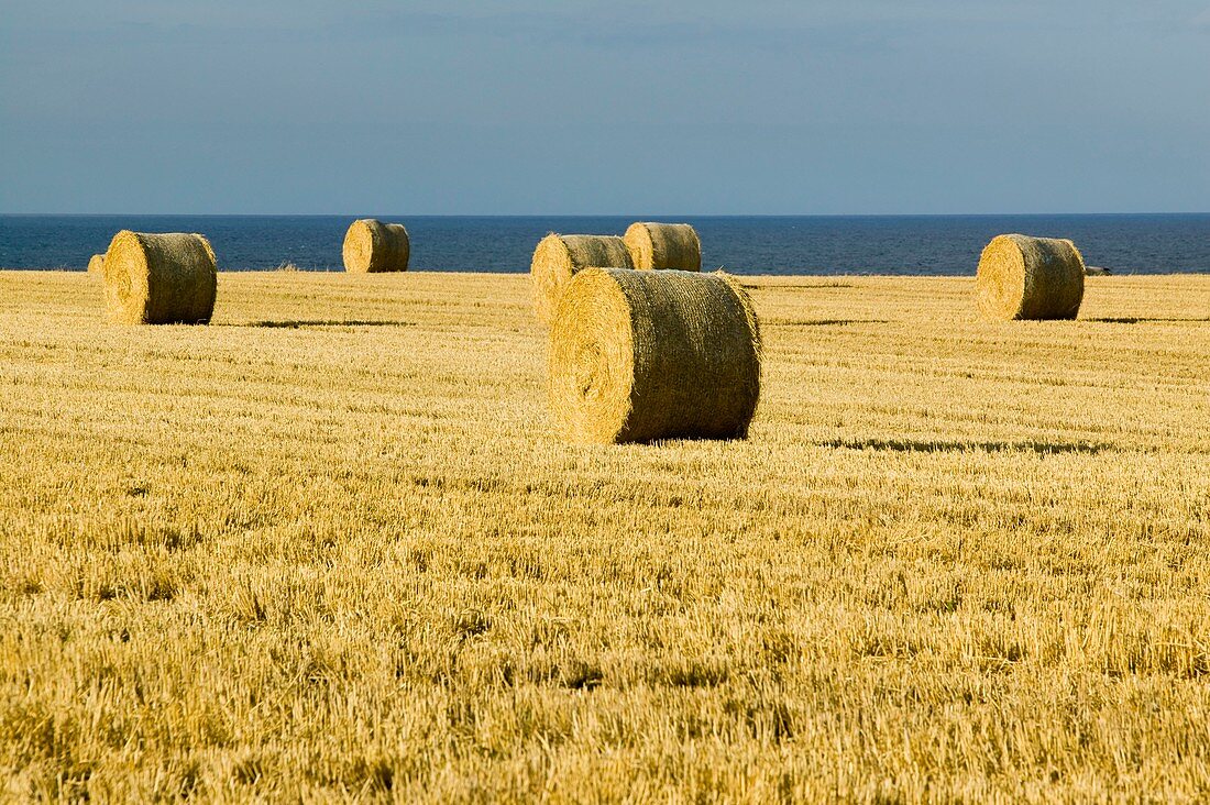 Straw bales in a field