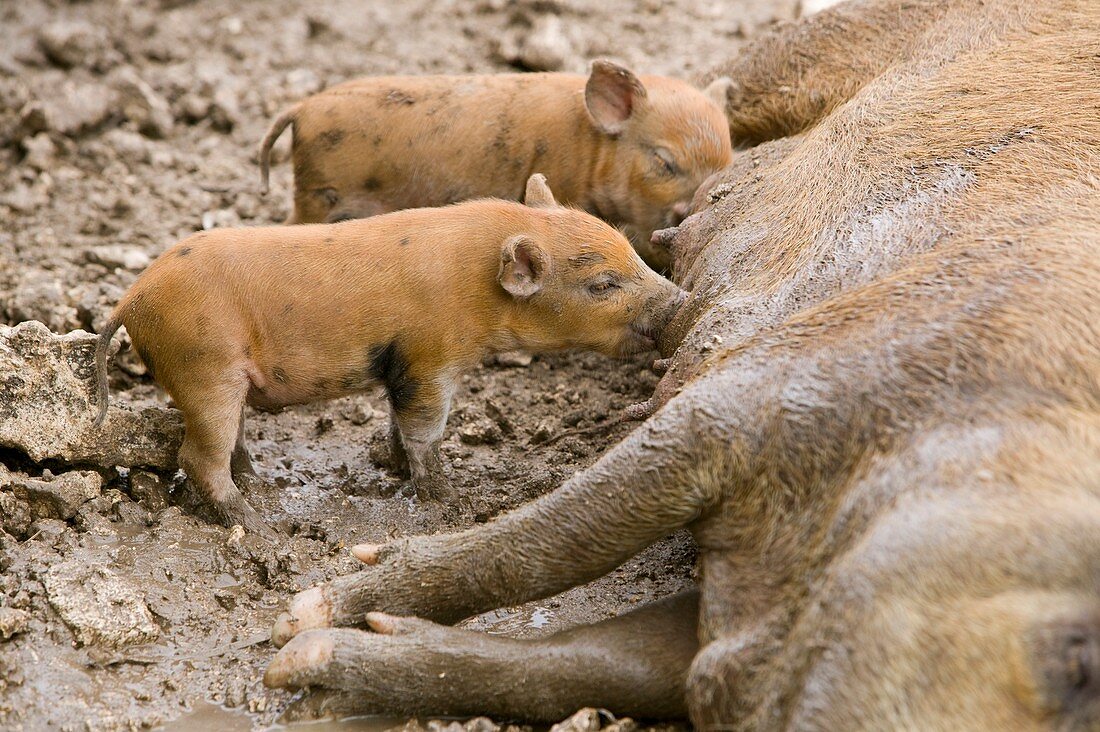 Pigs reared for pork on Tuvalu