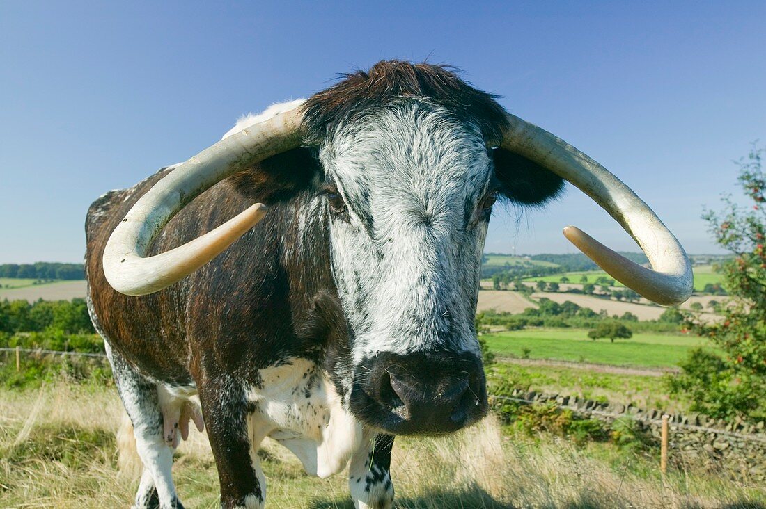 English Long Horn cattle