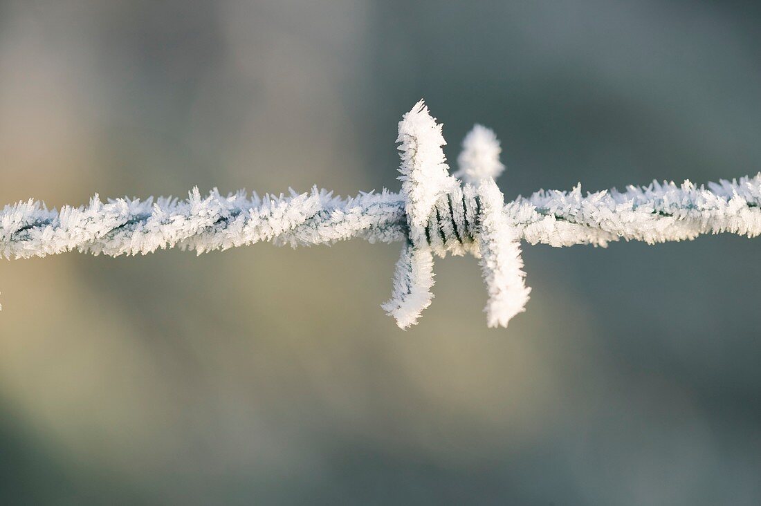 Hoare frost on barbed wire