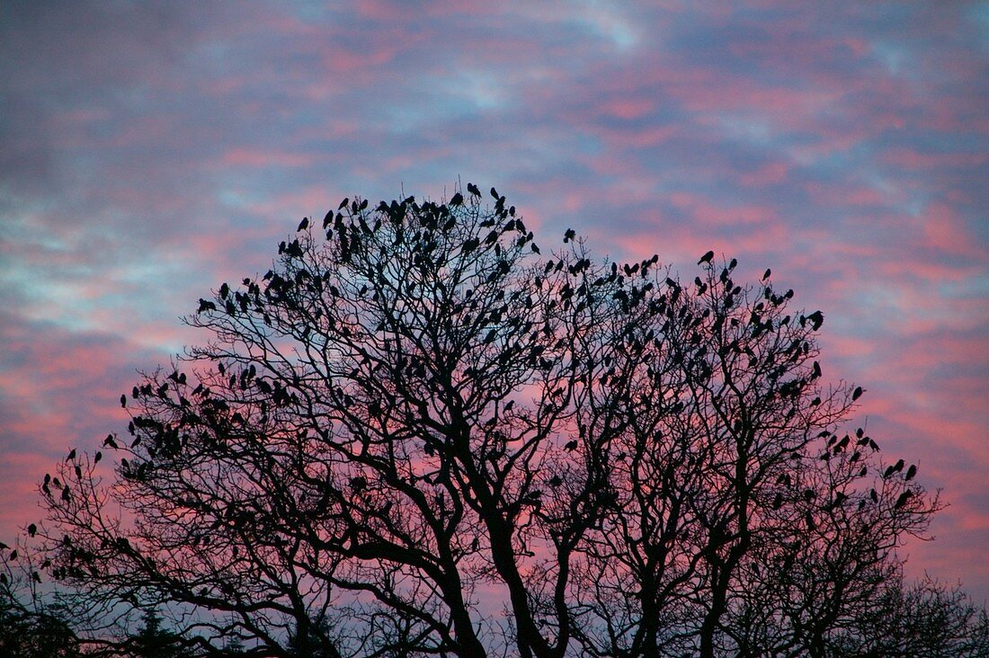 Rooks and Jackdaws at sunset