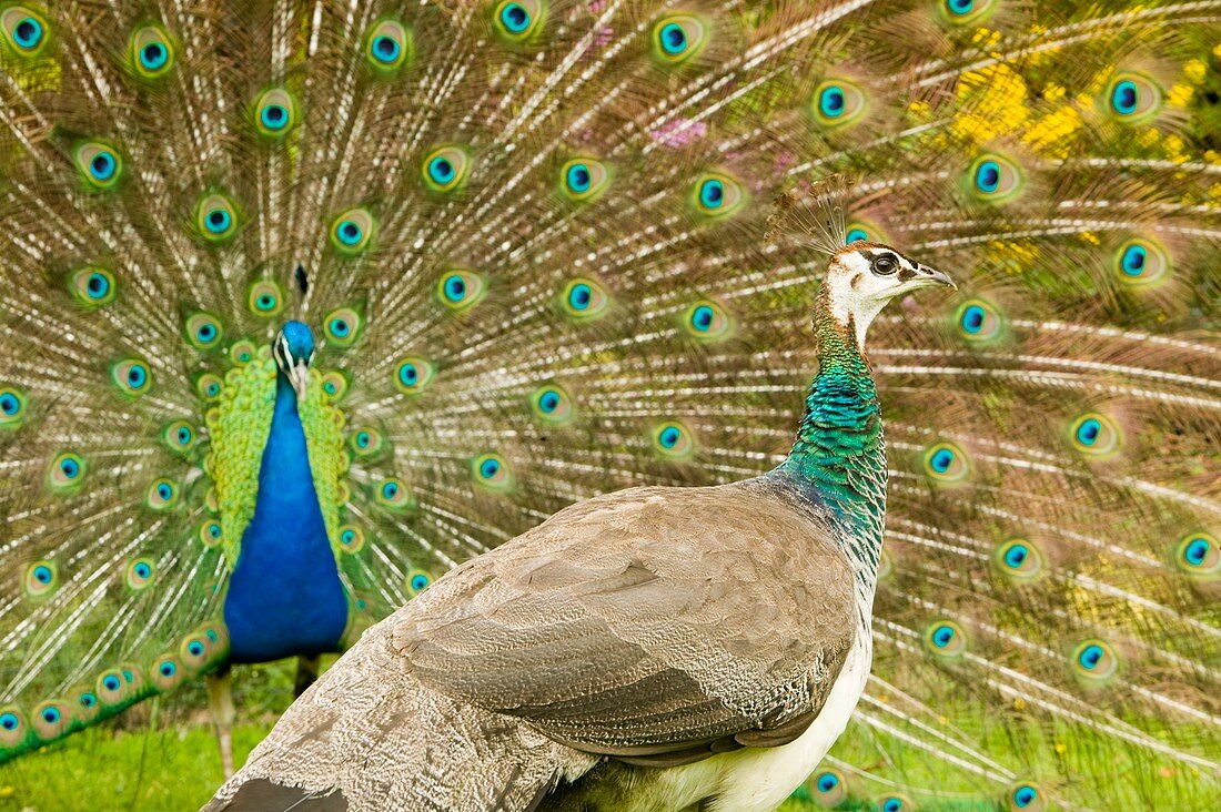 A male peacock displaying to a female