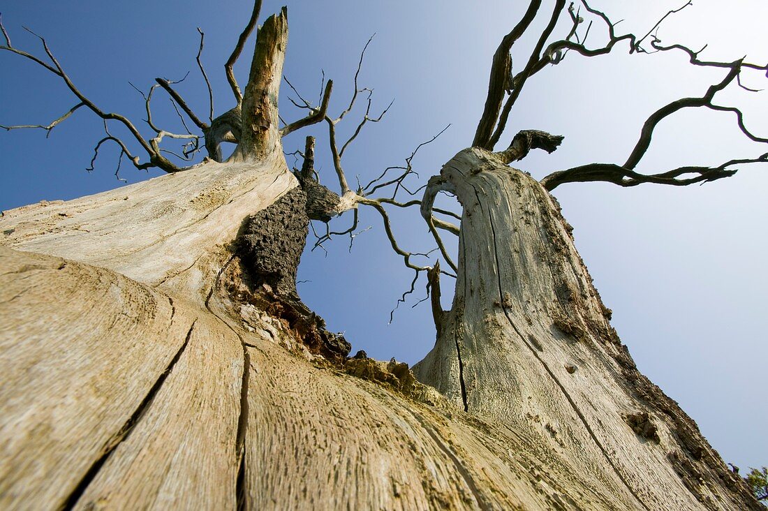 An Elm tree killed by Dutch Elm disease