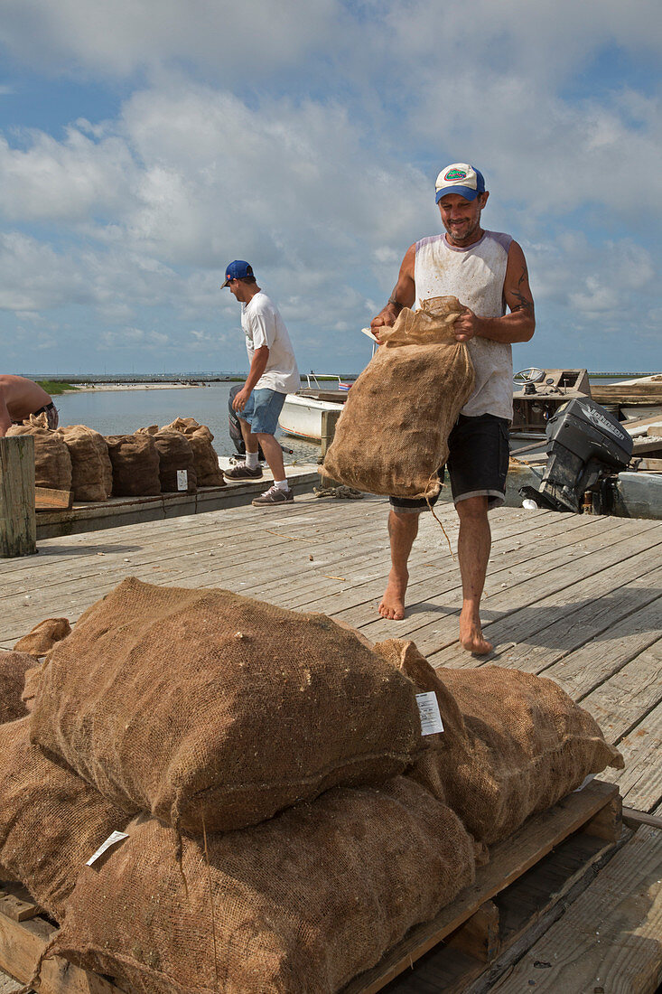 Unloading harvested oysters