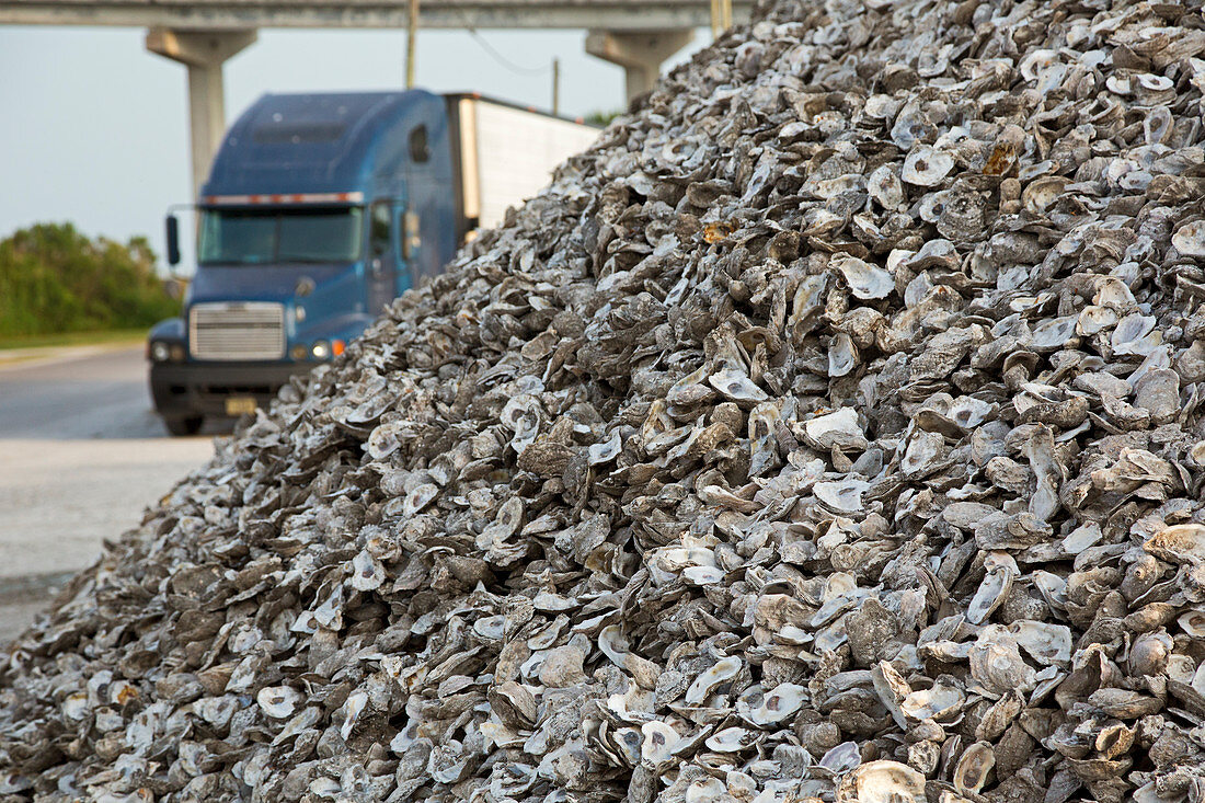 Oyster shells after processing