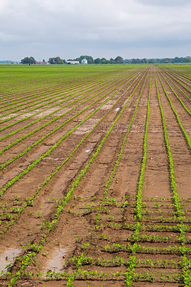 Mississippi Delta farmland
