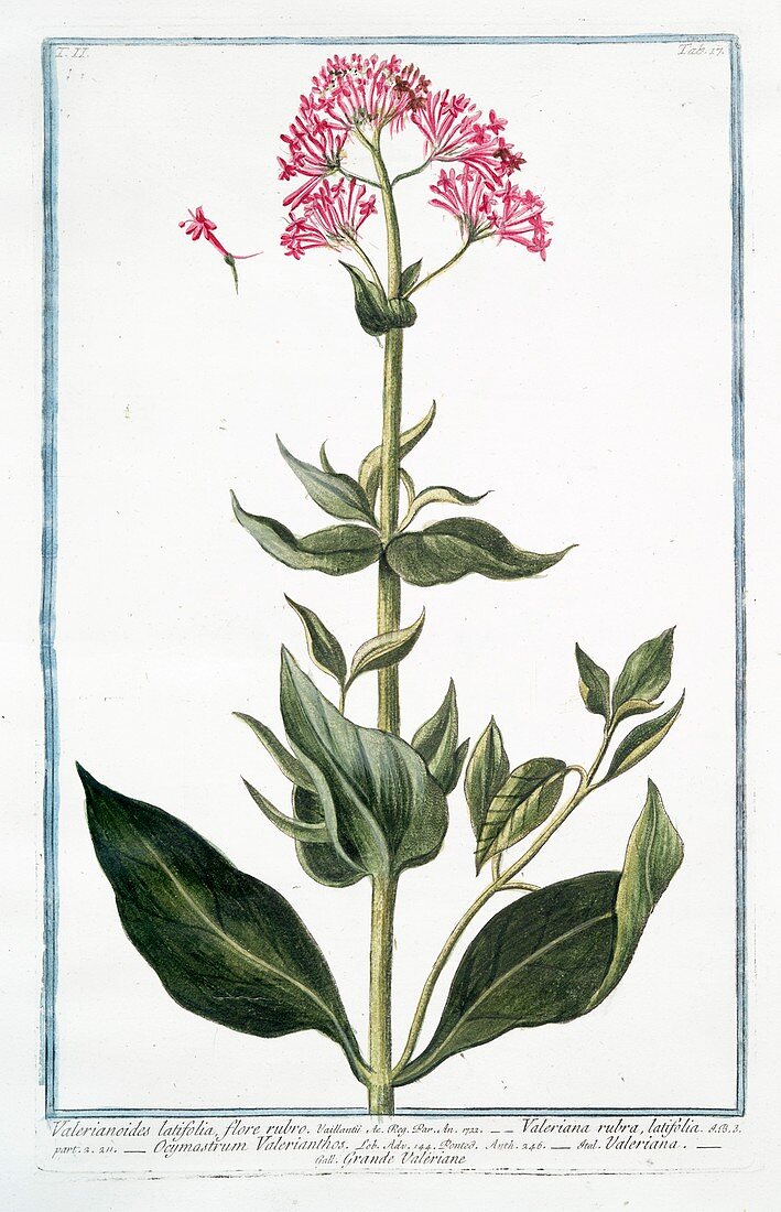 Valerianoides latifolia,18th century