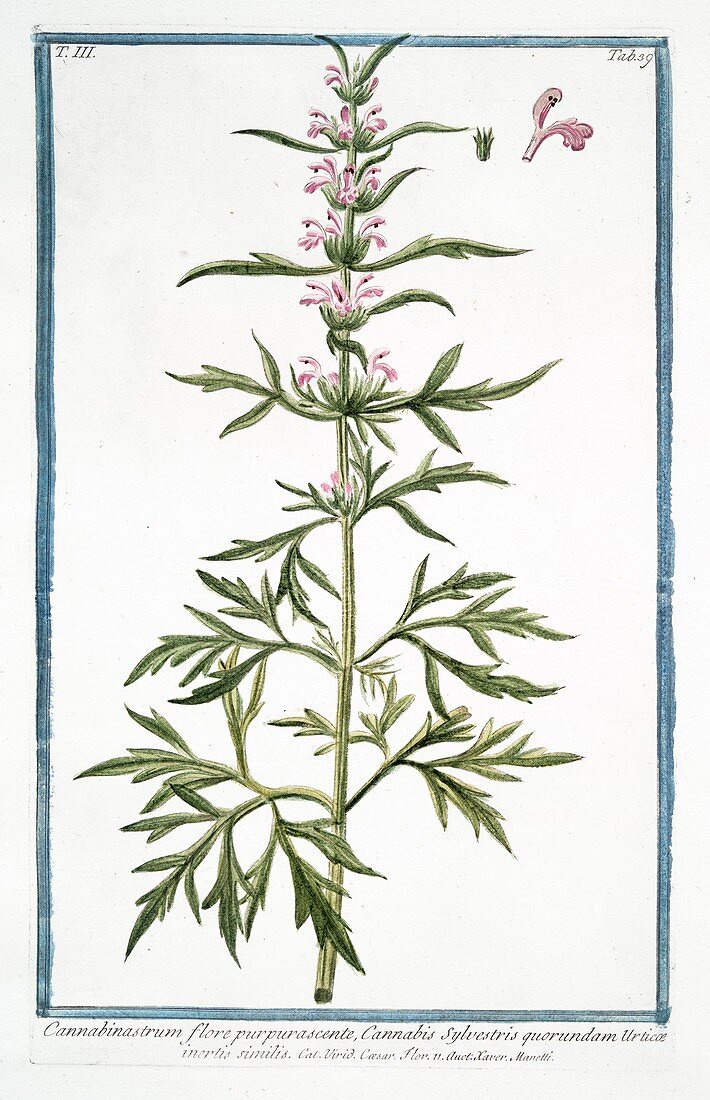 18th century botanical illustration