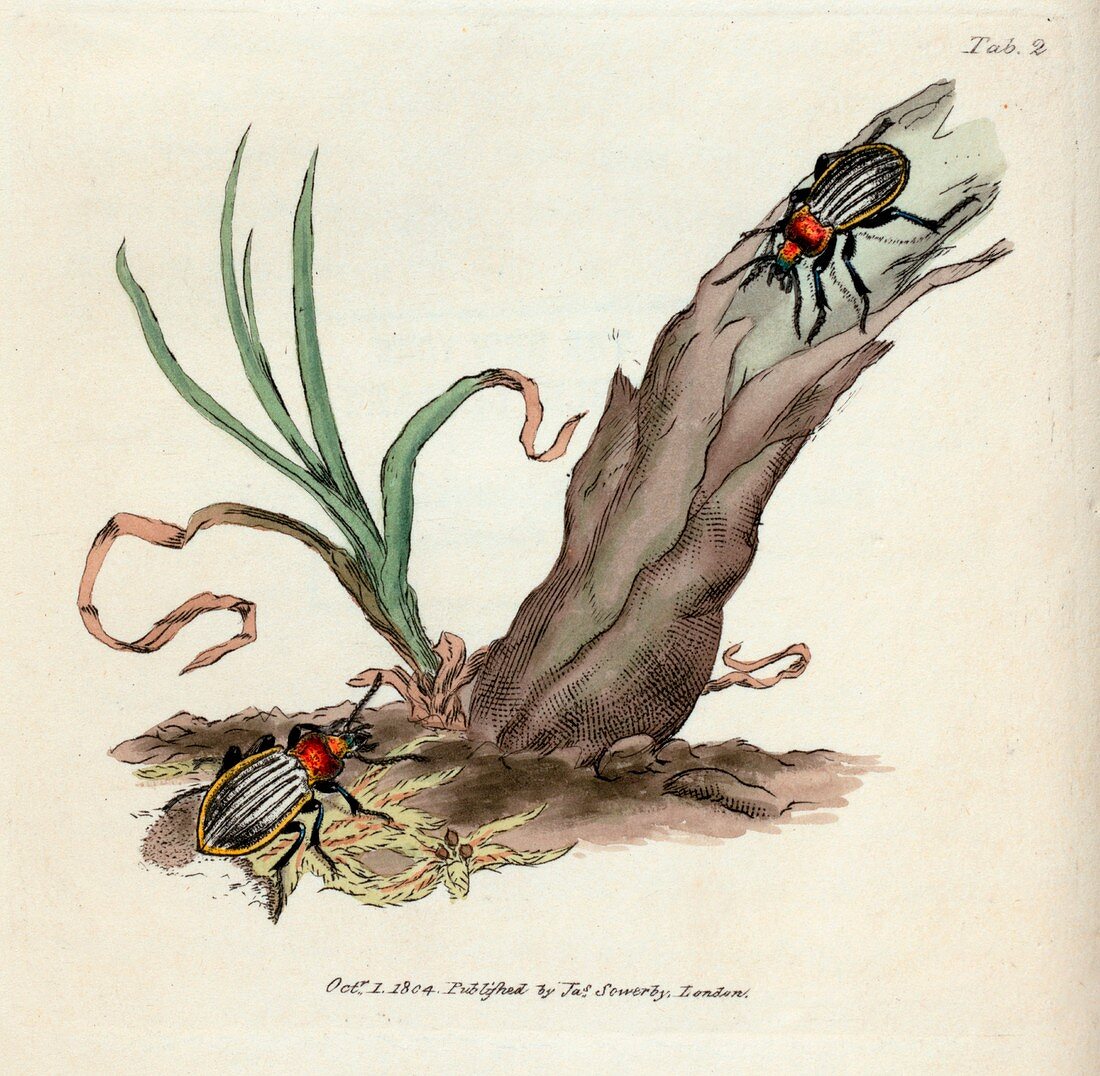 Ground beetle,19th century illustration