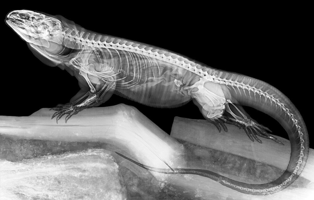 Tegu lizard,X-ray