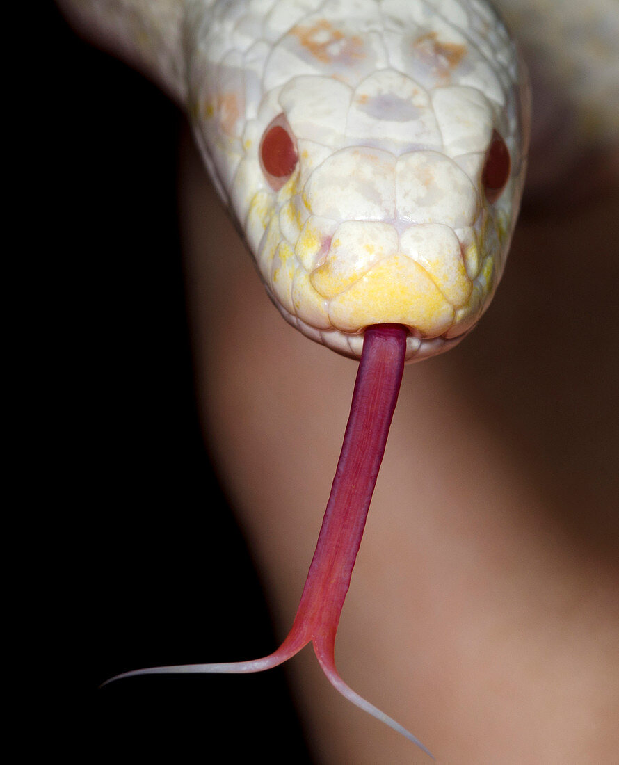 Snow corn snake head