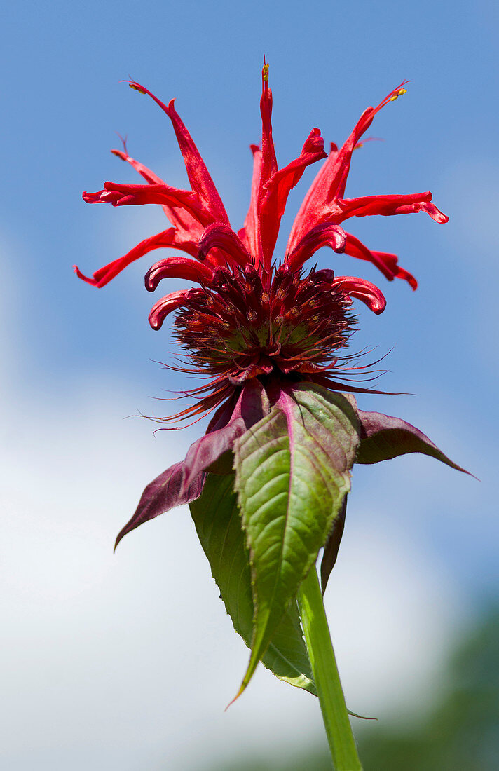 Bergamot flower (Monarda 'Jacob Cline')