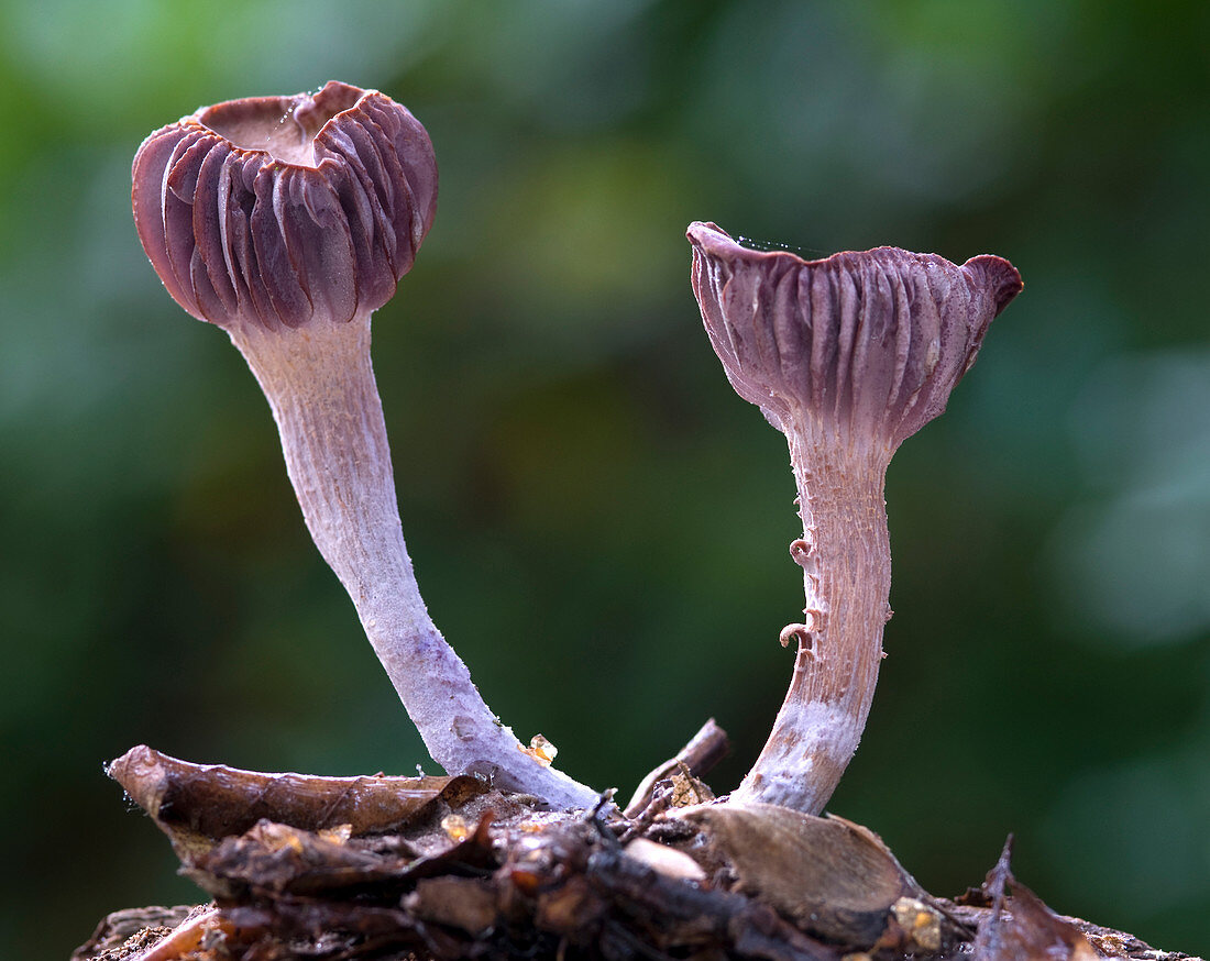 Laccaria amethystea fungi