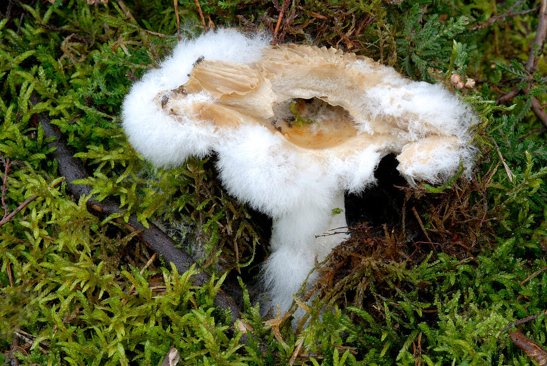 Pin mould on a rotting fungus