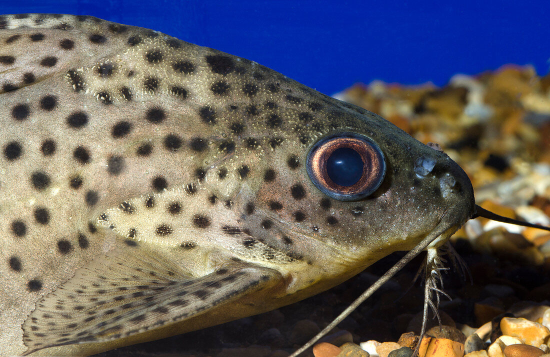 Leopard sailfin pleco
