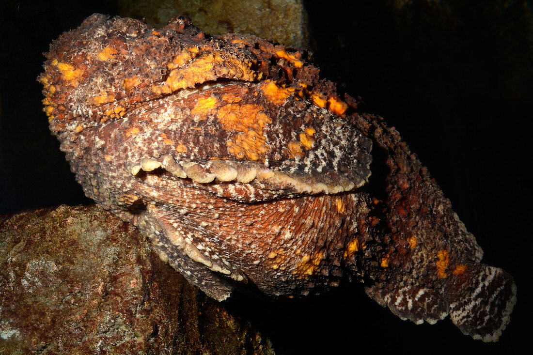 Stonefish camouflaged against a rock