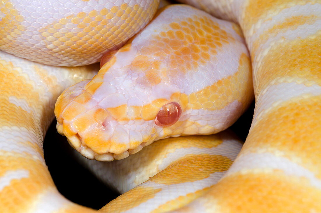 Albino royal python