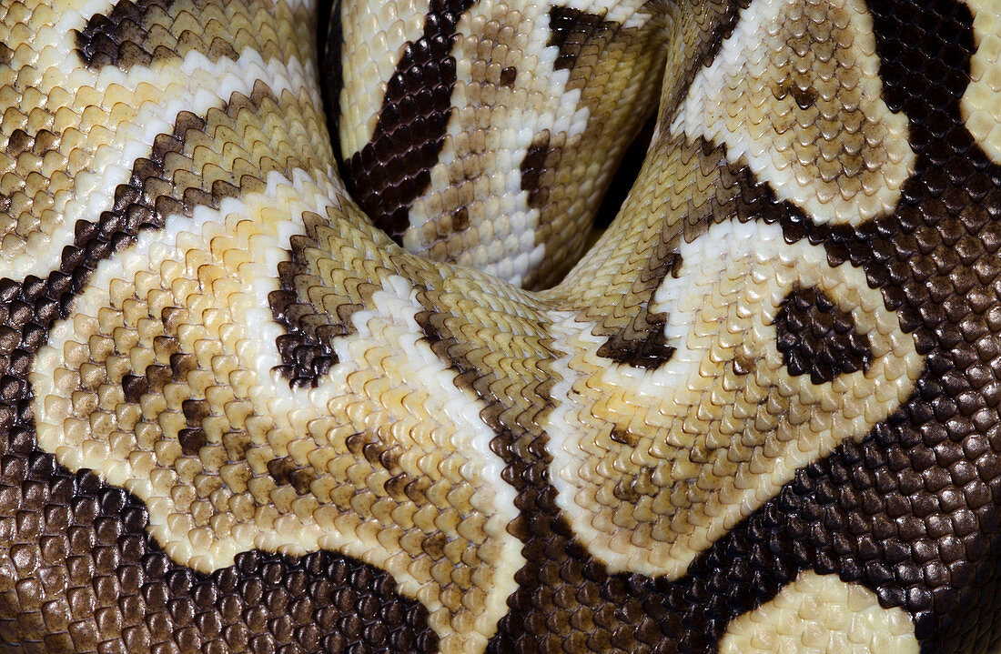 Mojave royal python