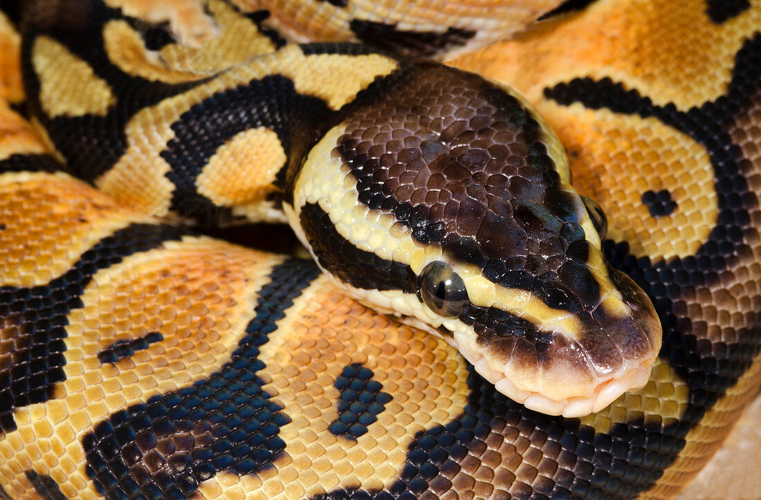 Pastel royal python