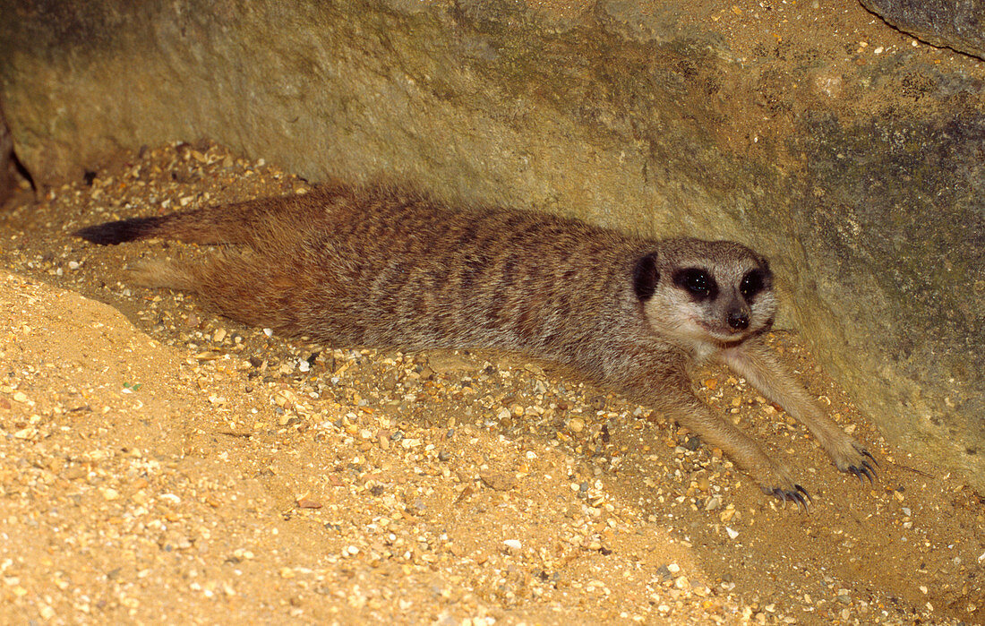 Meerkat resting