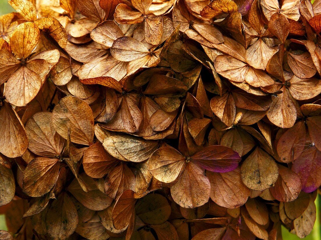 Hydrangea in autumn colours