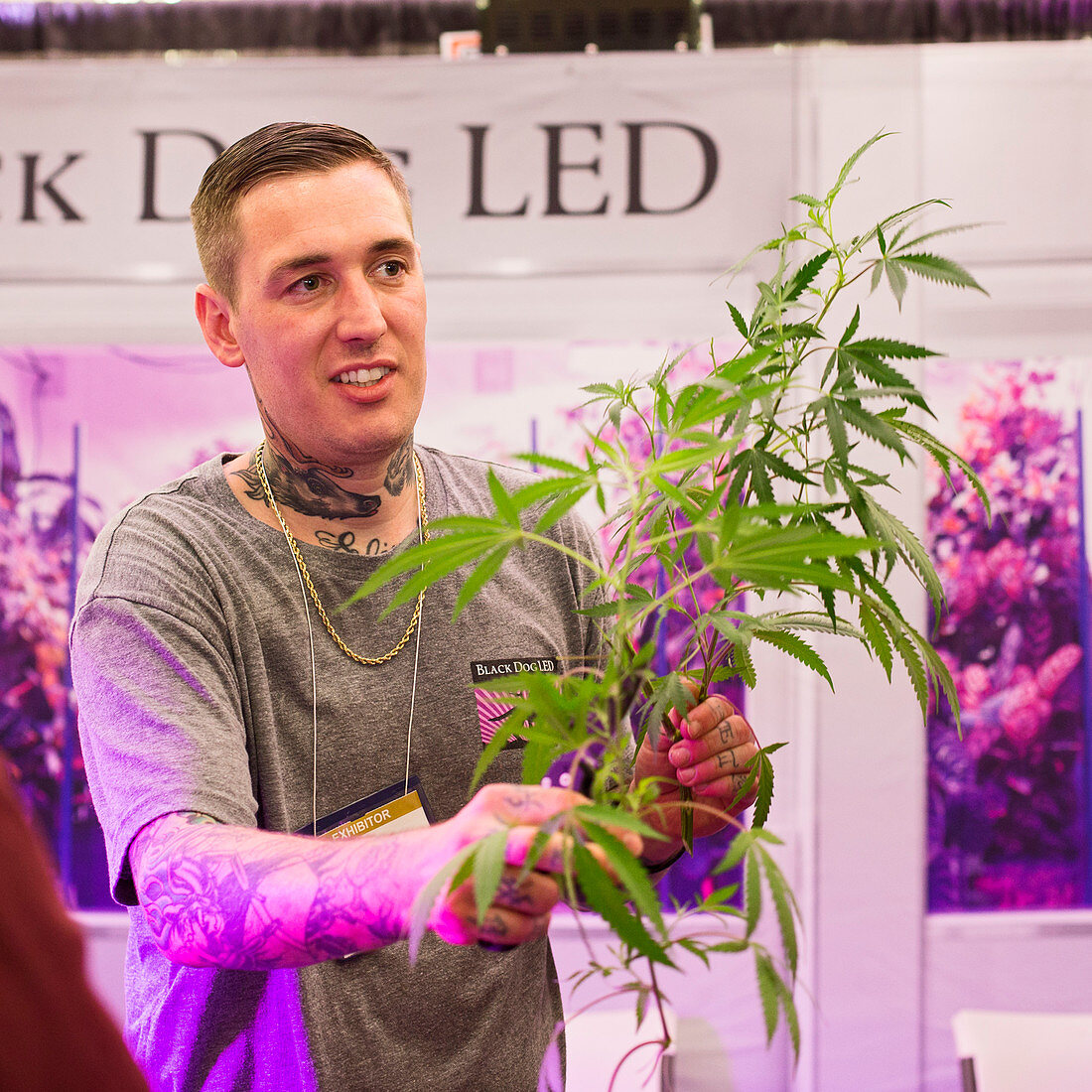 Marijuana trade show cultivation samples