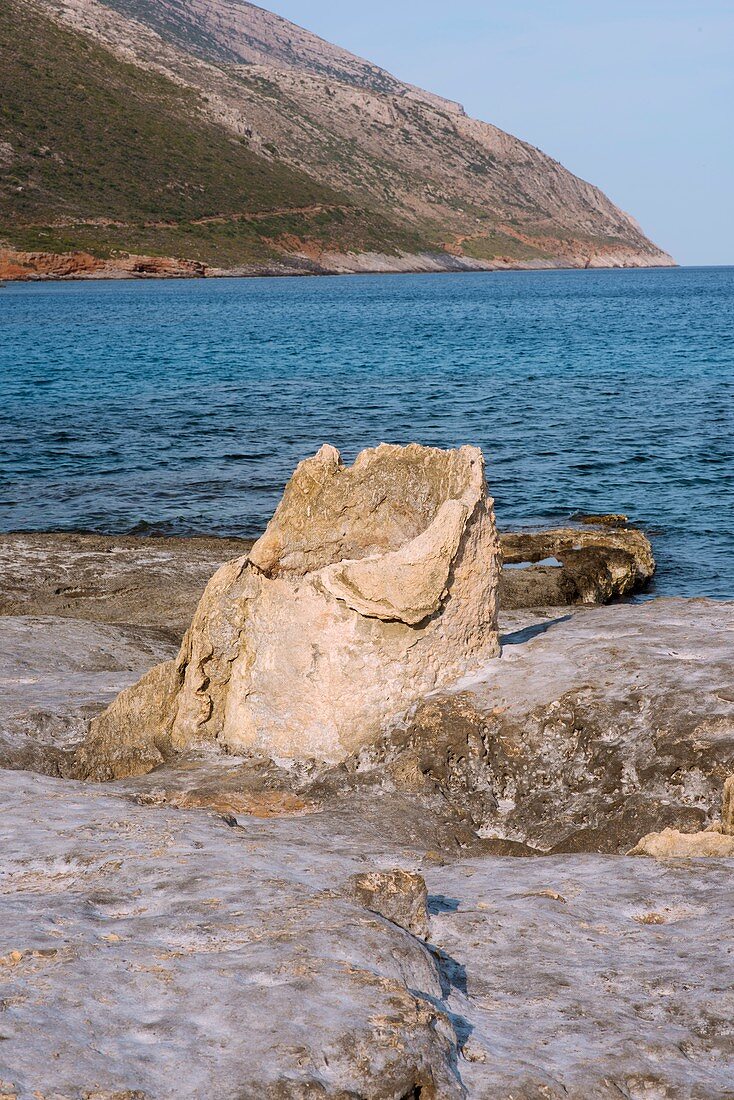 Fossil Tree Stump
