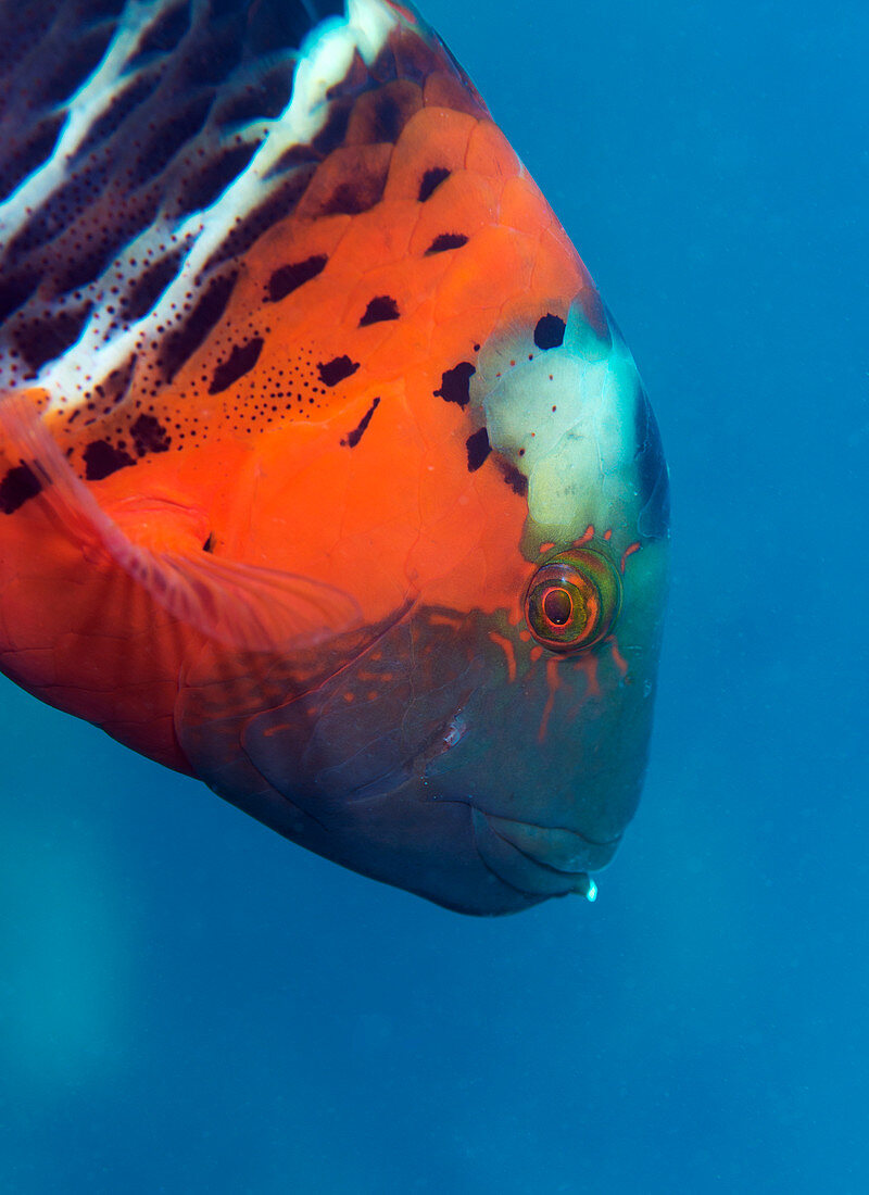 Red-breasted wrasse