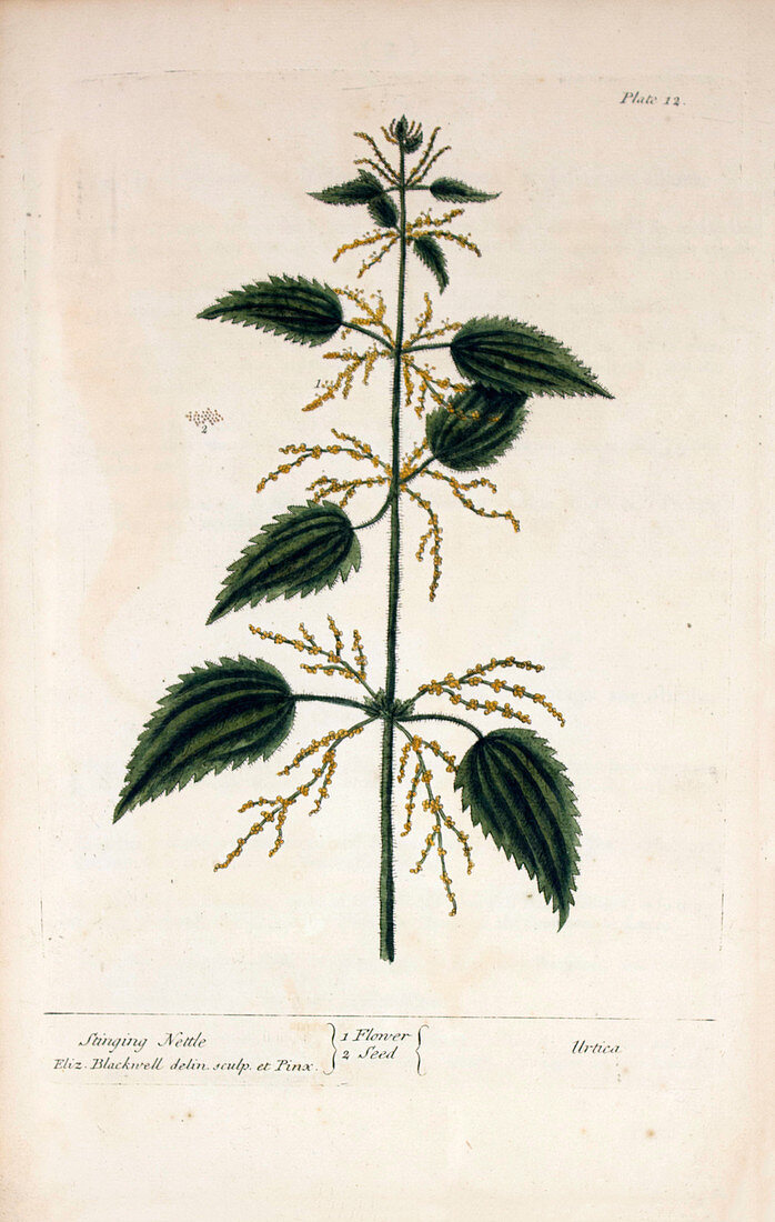 Stinging nettle plant,18th century