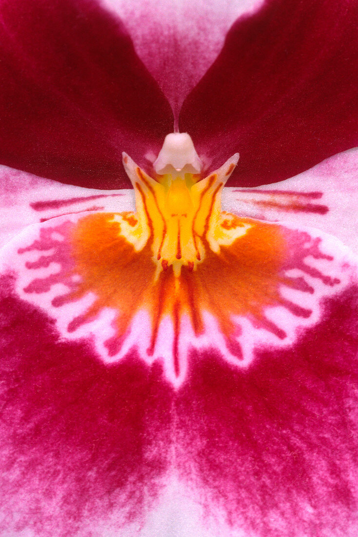 Pansy orchid abstract