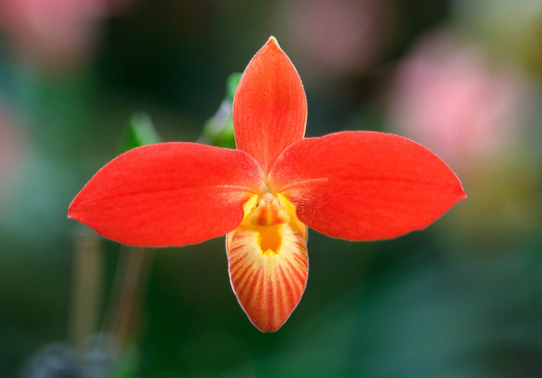 Red slipper orchid