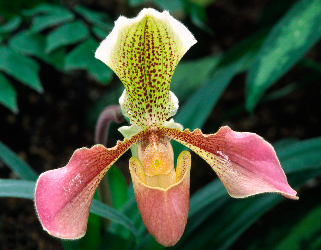 Slipper orchid