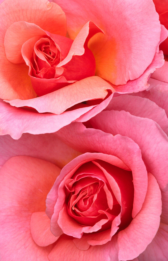 Pink roses abstract