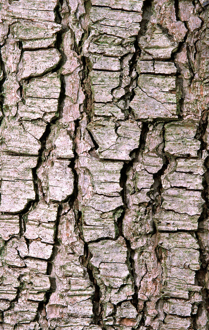 Cyprus cedar bark abstract