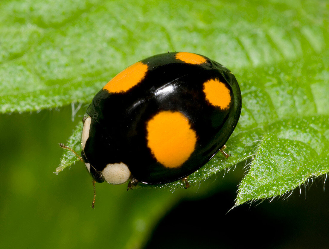 Harlequin ladybird spectabilis form