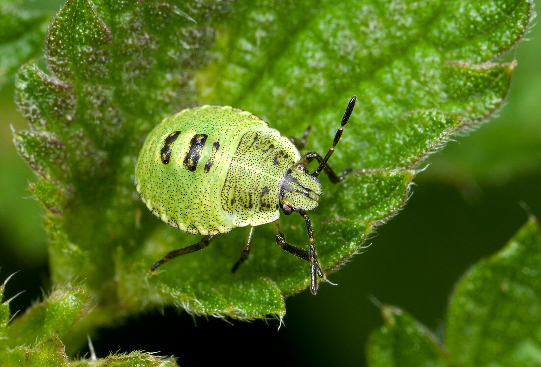 Green shield bug larva