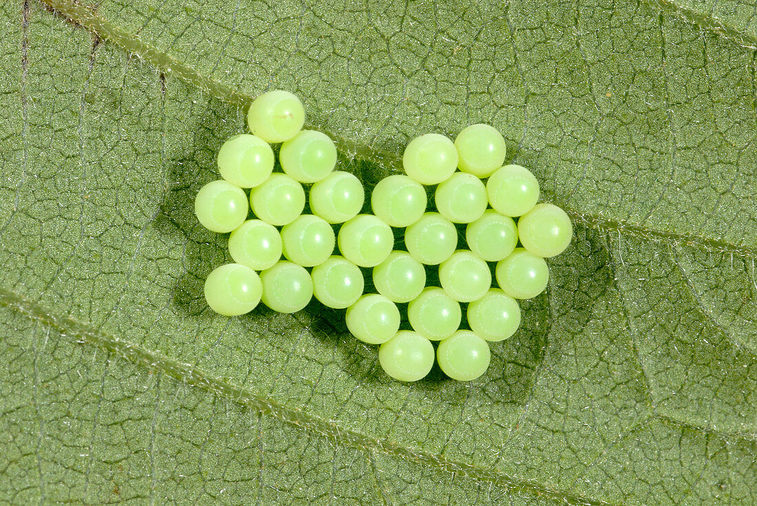 Green shield bug eggs