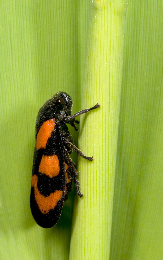 Black and red froghopper